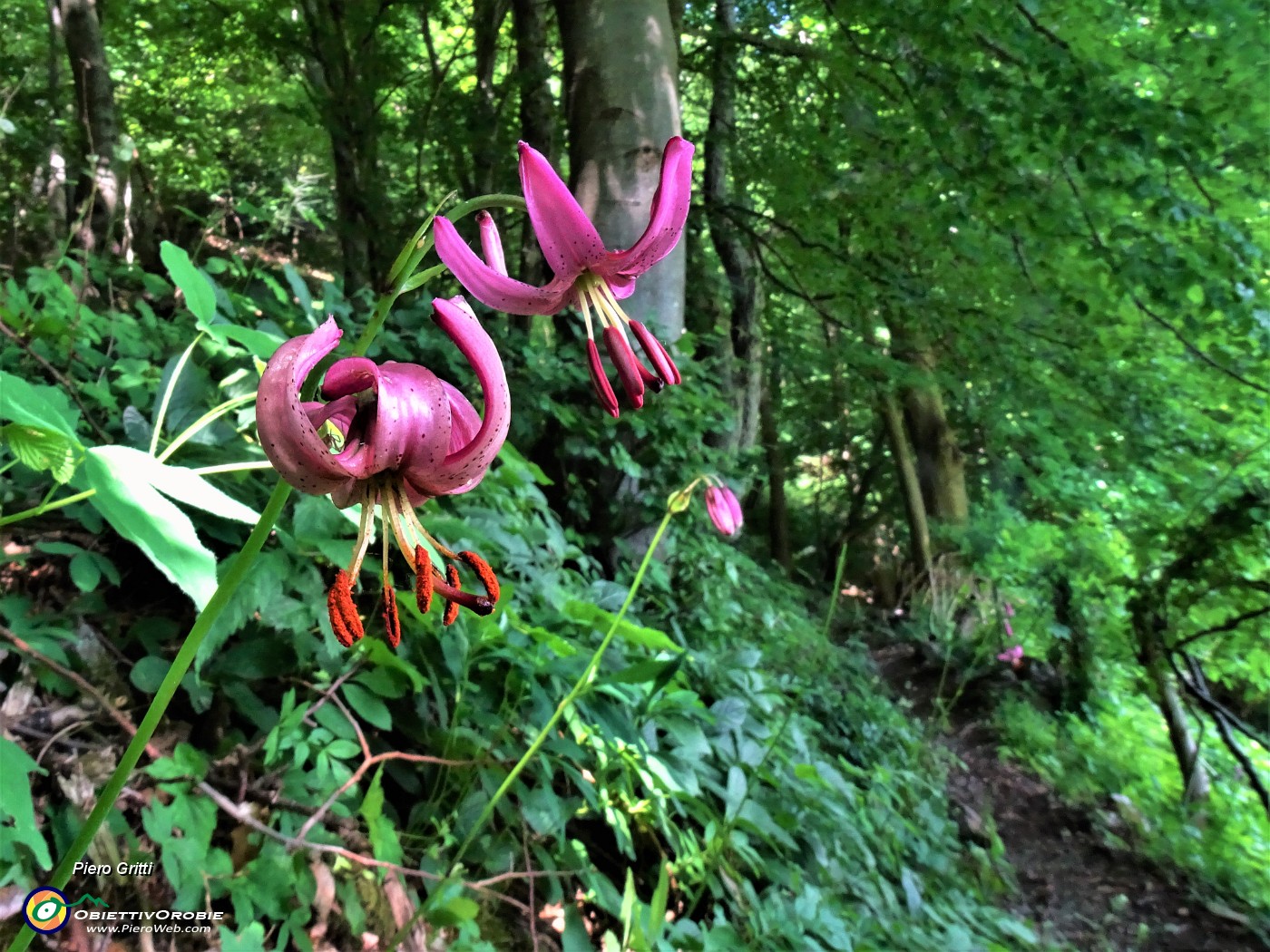 34 Lilium martagon (Giglio martagone).JPG
